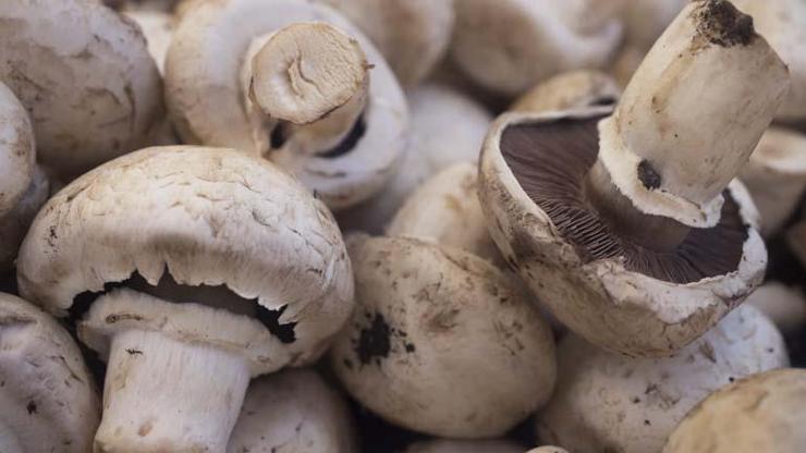 Doğada 100 Bine Yakın Türü Var En Zehirlileri Açıklandı Hemen Karaciğere Etki Ediyor, Ölüme Yol Açıyor Yağışlar Başladı, Toplanmaya Başlandı...