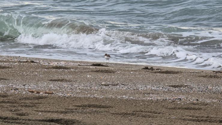 Akça cılıbıt sahilde beslenirken görüntülendi Akça cılıbıt sahilde beslenirken görüntülendi