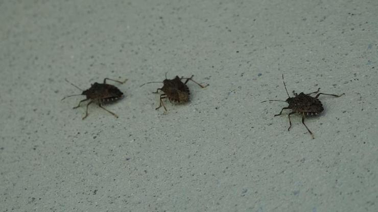 Doğu Karadenizde Kahverengi Kokarca Alarmı: Hızla Çoğalıyor Prof. Dr. Tevfik Özlüden Kritik Uyarı Sakın Ellemeyin, Çünkü...