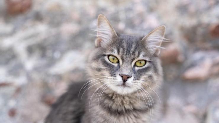 GKRY’de kedi nüfusu insanları geçti… Temsilciler Meclisi gündeminde: Fon artırılıyor Hayvanseverlerden çağrı