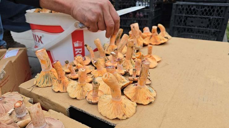 Safranbolunun Ormanlık Alanlarında Yetişiyor Damak Çatlatan Lezzet: Rengi ve Aromasıyla Dikkat Çekiyor Kilosu 500 TL