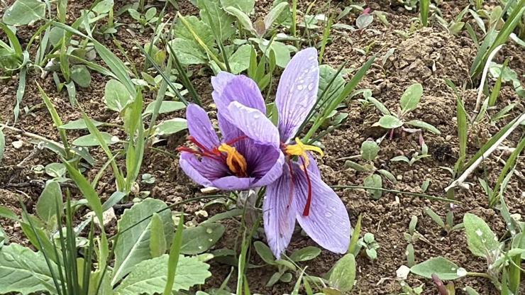 Dünyanın En Pahalı Baharatı Kilosu 600 Bin TLden Satılacak Hücre Yeniliyor, Alzheimer, Kanser Gibi Birçok Hastalığa Karşı Koruyucu Etkisi Var