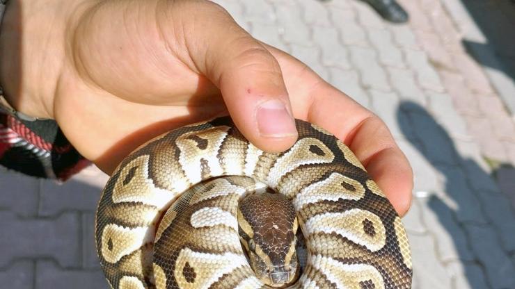 Gören inanamadı Cebinden piton çıktı