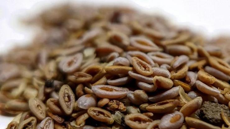 KABIZLIĞA KÖKTEN ÇÖZÜM En Güçlü Etkilerden Biri Ortaya Çıktı... Bağırsak Hareketlerini Düzenliyor, Sindirimi Hızlandırıyor