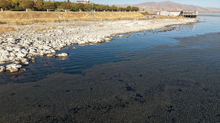 Van Gölünün kıyıya yakın bazı noktaları yosun bağladı