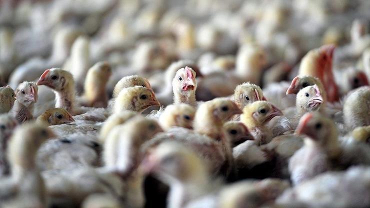 Avrupada kuş gribi alarmı Yüz binlerce hayvan itlaf edildi