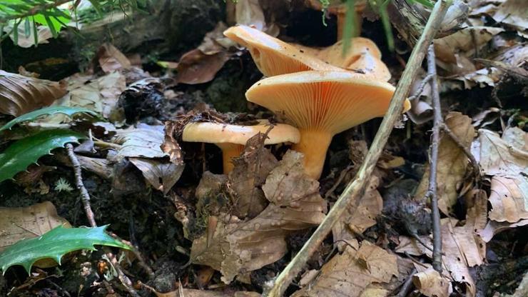 Yağışlarla Birlikte Artan Mantarlara Dikkat Bulantı, Kızarıklık Gibi Sorunlara Yol Açıyor...