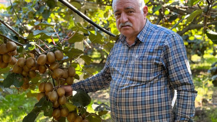 Ordu’da kivi için ‘erken hasat’ uyarısı