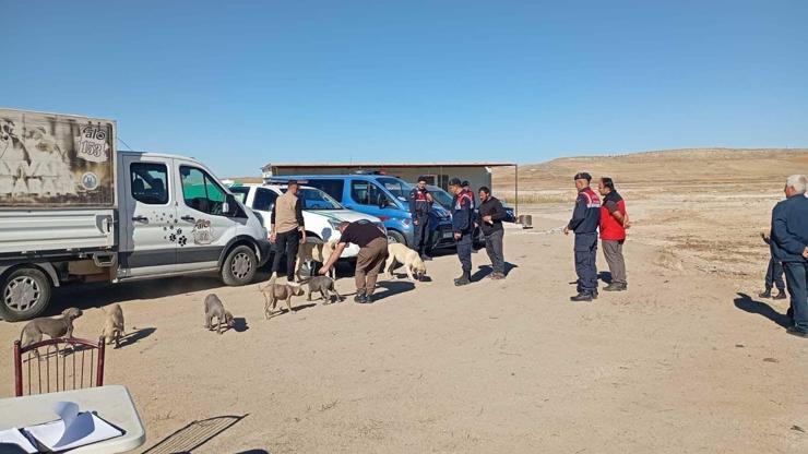 Nevşehir’de 8 yasaklı ırk köpek koruma altına alındı