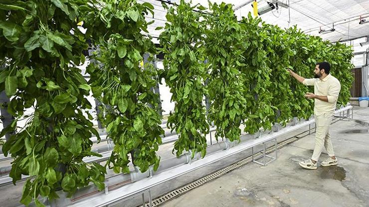 Topraksız Dikey Tarım ile Enerjide Devrim: Geleceğe Umut Veren Tarım Modeli