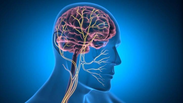 Vücudun Orkestra Şefi Nefes Almak, Nabız Hızı, Sindirim... Hepsini Kontrol Ediyor Etkilerini Duyunca Çok Şaşıracaksınız VAGUS SİNİRİ Nedir, Nasıl Rahatlatılır