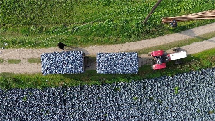 Bafra'da kırmızı lahana hasadı başladı