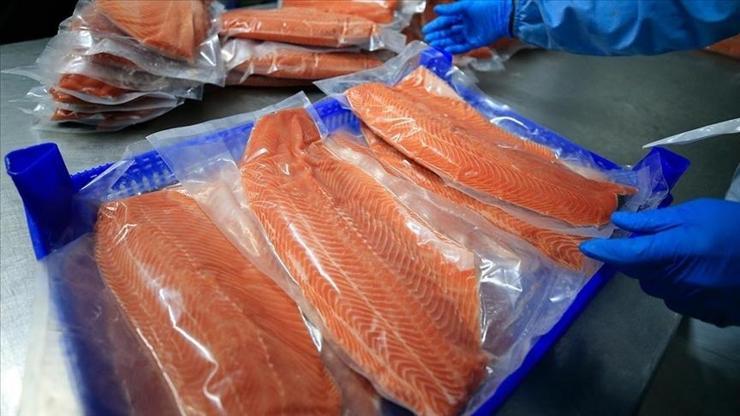 Doğu Karadeniz’den Türk somonu ihracatı rekor seviyeye ulaştı