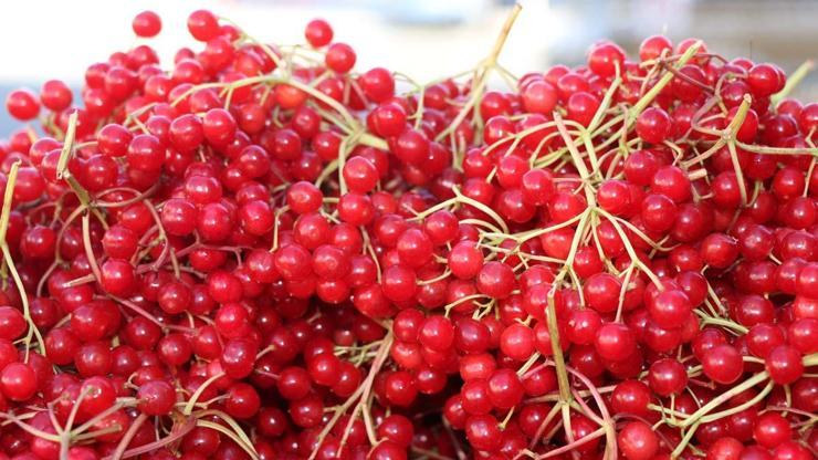 Gençlik İksiri Diyorlar Böbrek Taşını Önlüyor, Bağışıklığı Güçlendiriyor Bu Meyve Tam Bir Şifa Deposu