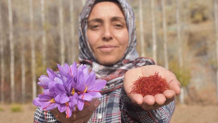 Safranın hüzünlü öyküsü: Her şey ölen eşinin tedavisinde bulunamayınca başladı