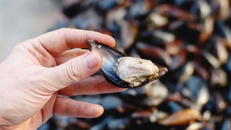 İstanbulda Gıda Zehirlenmesi Şüphesi: 2 Çocuk Hayatını Kaybetti Gıdalar Ne Zaman Zehirli Hale Gelir Hangi Gıdalar Daha Riskli Gıda Zehirlenmesi İle İlgili Merak Edilenler