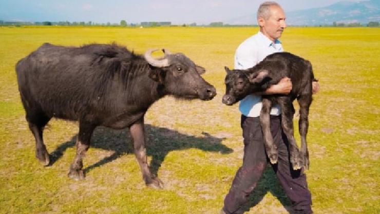 Tokatlı fırın ustası bu kare ile ödül kazandı! Paris'e gitmek isteyince öyle bir şok yaşadı ki...