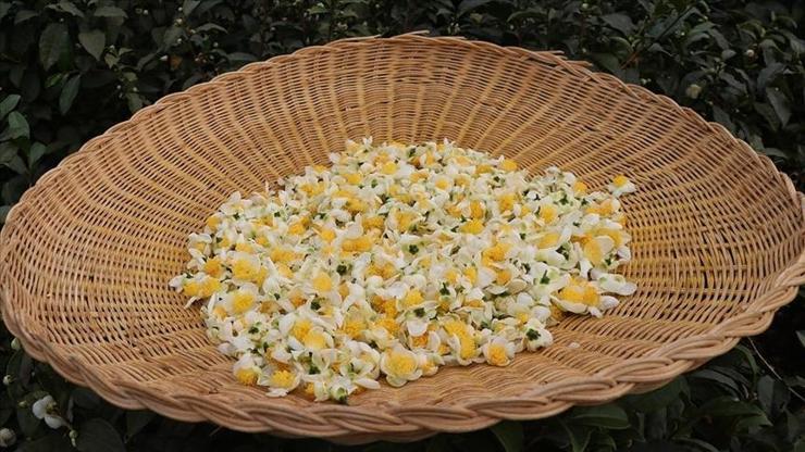 ÇAYMER’in çiçek çayı üretimi 3 yılda iki katından fazla arttı ÇAYMER’in çiçek çayı üretimi 3 yılda iki katından fazla arttı