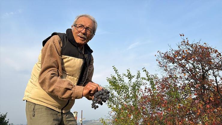 Almanya’da gördüğü meyveleri Samsun’da yetiştiriyor: 86 yaşında 54 farklı organik meyve üretiyor