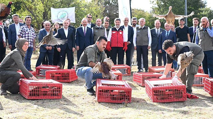 Kene ve kokarcaya karşı 36 bin keklik, 9 bin sülün doğaya salındı