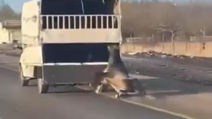 Kamyonetin arkasına bağladığı atı dakikalarca sürükledi; o anlar kamerada