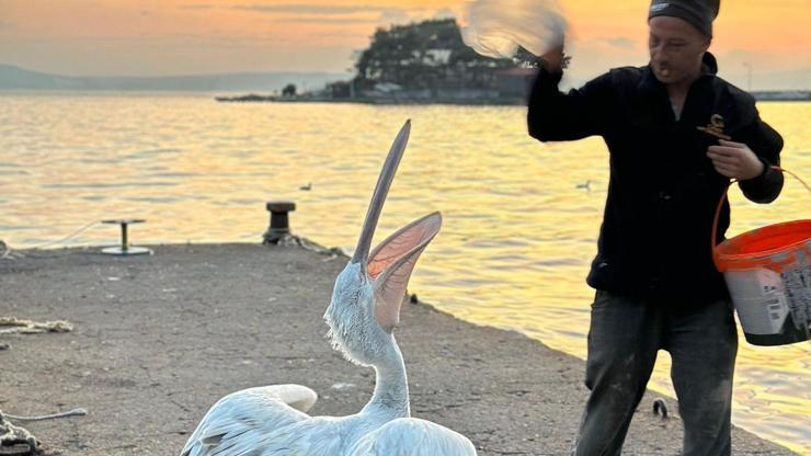 Erdek’te sürpriz misafir! Sahile gelen pelikan vatandaşların ilgi odağı oldu Erdek’te sürpriz misafir! Sahile gelen pelikan vatandaşların ilgi odağı oldu