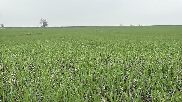 Trakya’da buğday ekiminde yoğun mesai