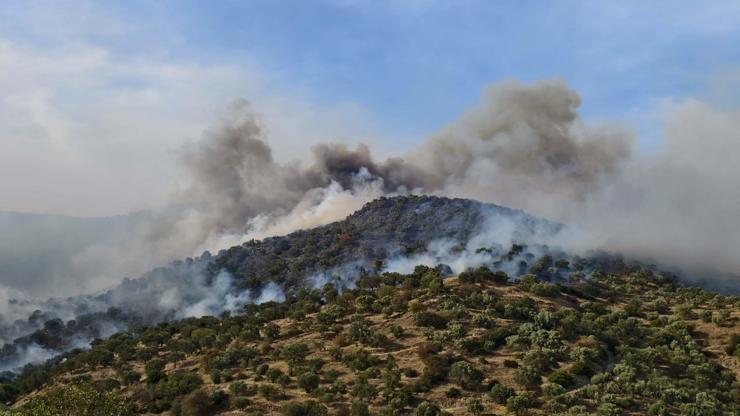 Aydın'da orman yangını Aydın'da orman yangını