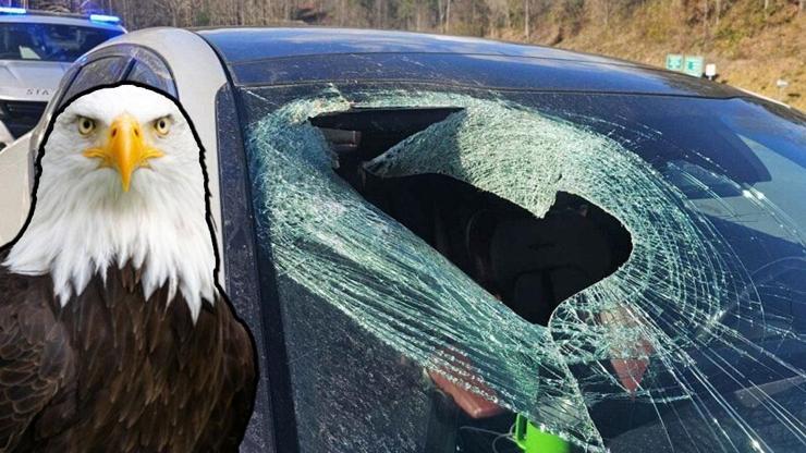 Buna inanmayacaksınız diyerek anlattı: Olayın sorumlusu bir kel kartal…