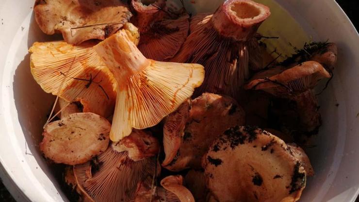 Mantar Zehirlenmelerine Dikkat: Saatler İçerisinde Karaciğer ve Böbrekleri Bitiriyor