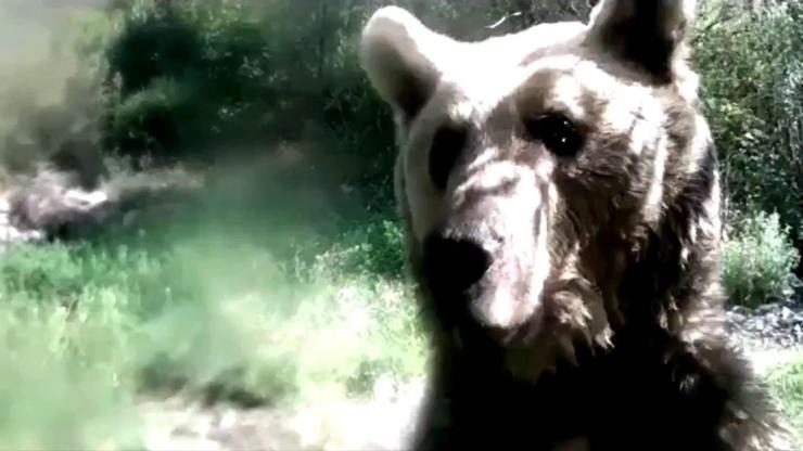 Ormanda yavrularıyla gezen ayı, fotokapana saldırdı