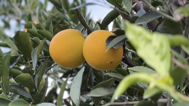 Finike portakalı hasat dönemi başladı