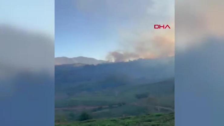 Artvin’de örtü yangını, rüzgarın etkisiyle ormana yayıldı