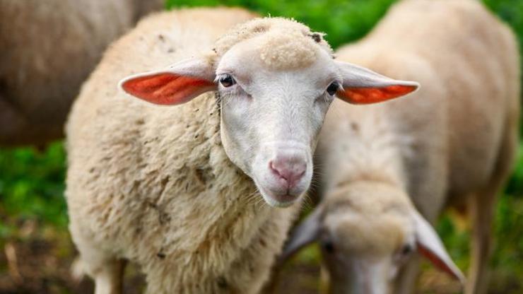 Yunanistan'da yüz binlerce koyun ve keçi itlaf edildi: Ahırlar boş kaldı, çiftçiler tepkili! Beyaz altını da vurabilir...