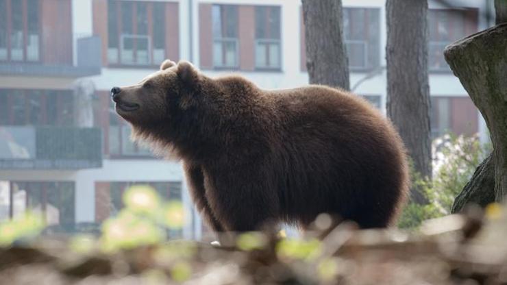Çöpler ve Tuğlalar Hareket Edince Şüphelendi: Evinin Altındaki Gizli Misafir Ortaya Çıktı
