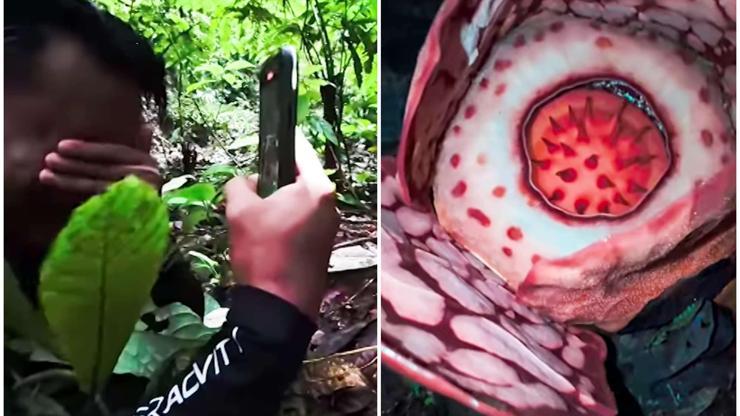 13 yıllık arayış gözyaşları ile son buldu: Nadir çiçeği bulunca önünde hıçkıra hıçkıra ağladı