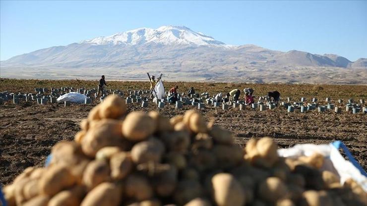  250 bin ton rekolte beklentisi