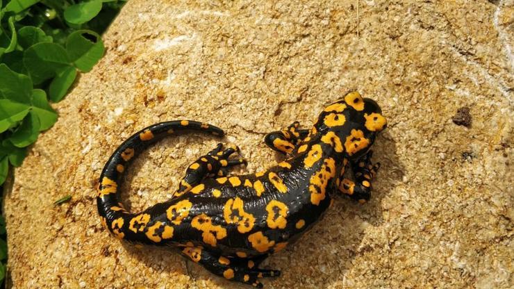 Nesli tehlike altındaki benekli semenderler Erzincan'da görüntülendi