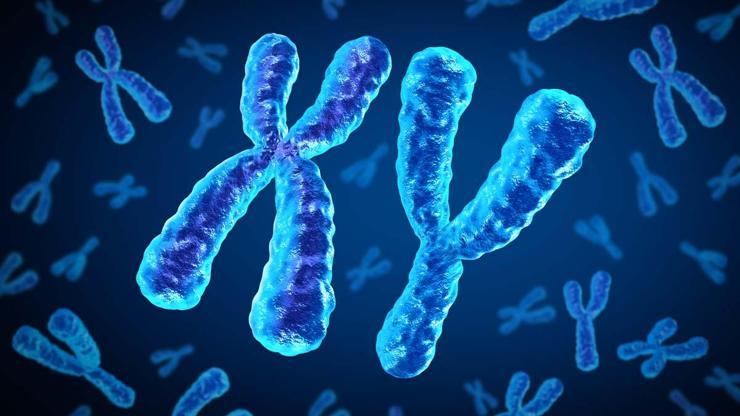 Bilim Dünyası Bunu Tartışıyor Evrim Biyoloğu Açıkladı: Erkek Cinsiyetini Belirleyen Y Kromozomu Yok Olabilir