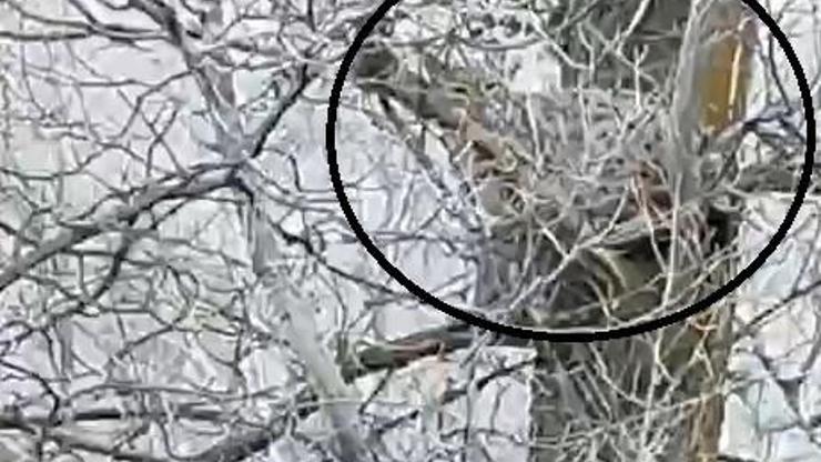 Nesli tehlike altında olan vaşak, ağaçta görüntülendi