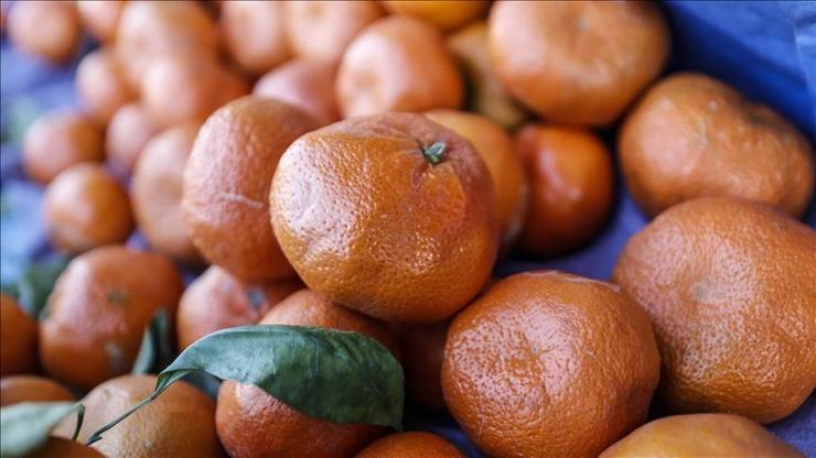 Türkiye'nin mandalina ihracatı rekora ulaştı