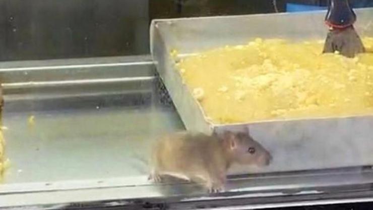 Böreklerin üzerinde fare gezdi Böreklerin üzerinde fare gezdi