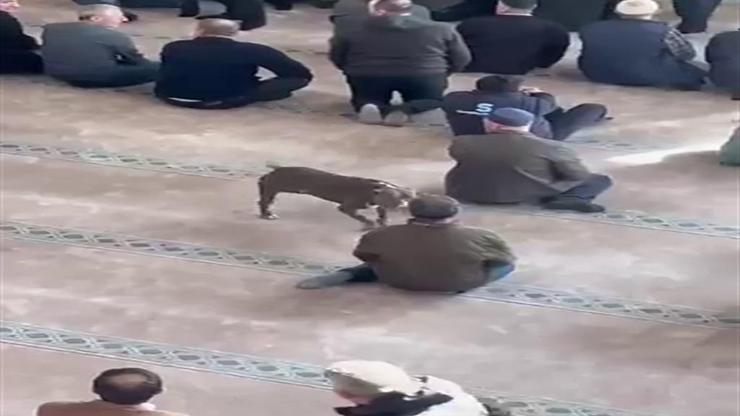 Kocaelide pitbull camiye daldı Sahibine adli ve idari işlem yapıldı
