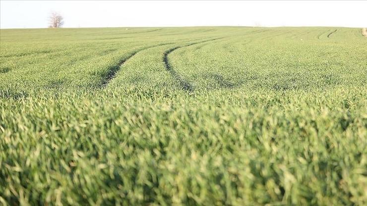 Trakya’da sıcak hava buğdayı erken uyandırdı