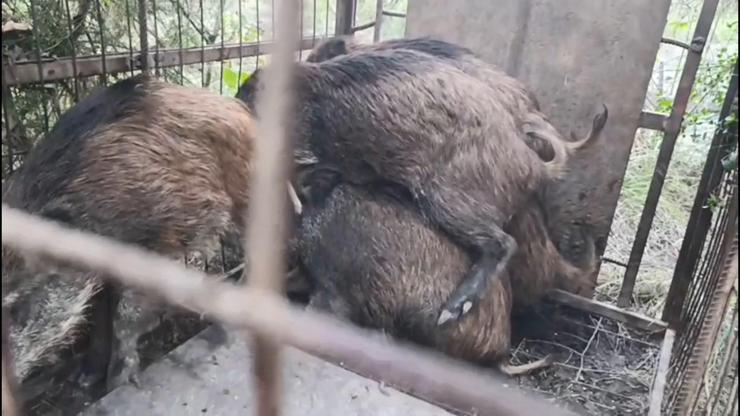 Çatalca’da ormanda domuz kapanları bulundu: Kaçak avcılara soruşturma