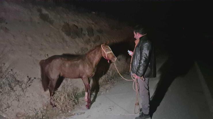 Milyonluk yarış tayları çiftlikten kaçtı 8i öldü, bazıları kayıp