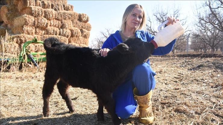 Karamanlı genç kadın, devlet desteğiyle hayvancılığa adım attı Karamanlı genç kadın, devlet desteğiyle hayvancılığa adım attı