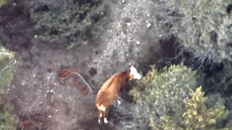 Kayıp büyükbaş dronla bulundu Kayıp büyükbaş dronla bulundu