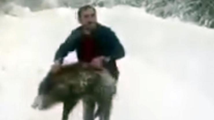 Yaban domuzunu yakaladı, sevdikten sonra tekrar bıraktı