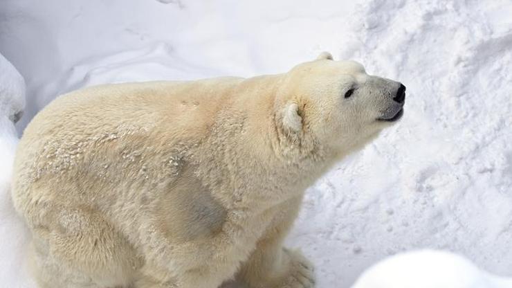 Kutup ayısı insanlara saldırdı Aynı aileden çocuk dahil 3 kişi yaralandı...